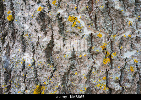 Populus alba Rinde, Sammlung von Rinde von Bäumen, in der Nähe Stockfoto