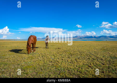 Mare und junges Pferd stehend in der malerischen Landschaft rund um Song Kul See, Kirgisistan Stockfoto