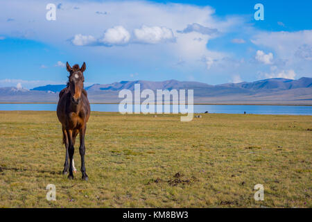 Junges Pferd stehend in der malerischen Landschaft rund um Song Kul See, Kirgisistan Stockfoto