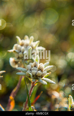 Edelweiss Blume in den Bergen und Sonnenlicht in die Rückseite der Blüte Stockfoto