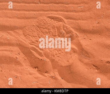 Ein rhino Footprint in Rot Sand Stockfoto