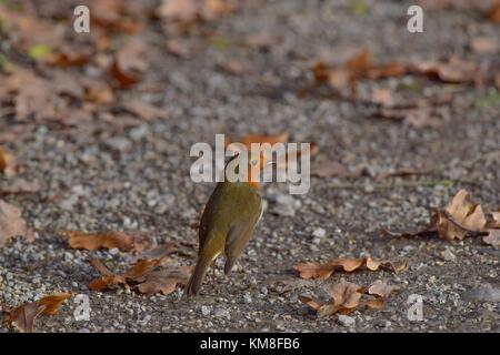 Robin im Winter Vogel bei rspb Schinken wand Naturschutzgebiet meare Somerset uk Stockfoto