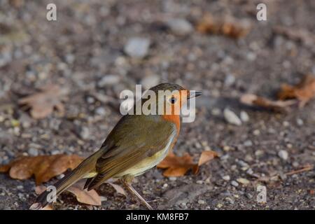 Robin im Winter Vogel bei rspb Schinken wand Naturschutzgebiet meare Somerset uk Stockfoto