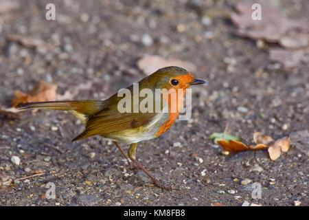 Robin im Winter Vogel bei rspb Schinken wand Naturschutzgebiet meare Somerset uk Stockfoto