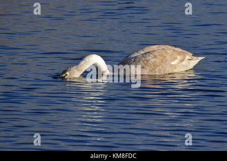 Schwan auf dem See an der rspb Schinken Wand meare in der Nähe von Glastonbury, Somerset uk Stockfoto