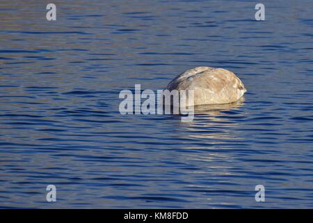 Schwan auf dem See an der rspb Schinken Wand meare in der Nähe von Glastonbury, Somerset uk Stockfoto