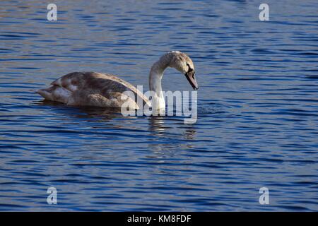 Schwan auf dem See an der rspb Schinken Wand meare in der Nähe von Glastonbury, Somerset uk Stockfoto