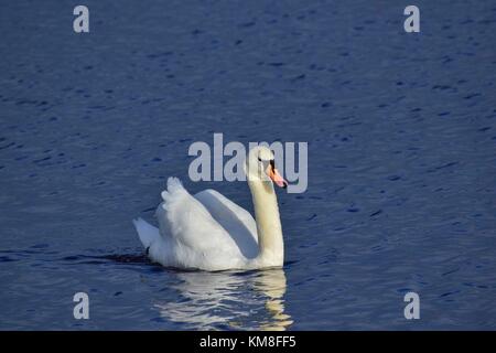 Schwan auf dem See an der rspb Schinken Wand meare in der Nähe von Glastonbury, Somerset uk Stockfoto