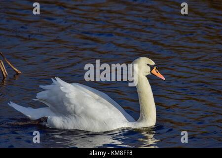 Schwan auf dem See an der rspb Schinken Wand meare in der Nähe von Glastonbury, Somerset uk Stockfoto