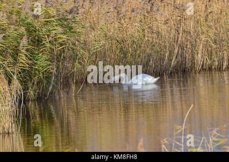 Schwan auf dem See an der rspb Schinken Wand meare in der Nähe von Glastonbury, Somerset uk Stockfoto