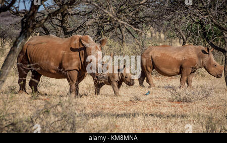 Ein weißes Nashorn Familie im südlichen afrikanischen Savanne Stockfoto