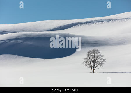 Ein einsamer Baum steht, die in den verschneiten sub-alpine Hayden Valley an der Yellowstone National Park im Winter Januar 13, 2017 in Wyoming. (Foto von Jacob w. Frank über planetpix) Stockfoto