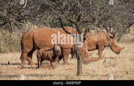 Ein weißes Nashorn Familie im südlichen afrikanischen Savanne Stockfoto