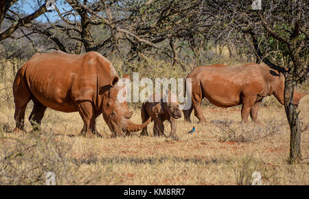 Ein weißes Nashorn Familie im südlichen afrikanischen Savanne Stockfoto