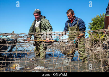 Ein Fischer Schaufeln bis Fisch aus dem Net. Fischwirtschaft. Stockfoto