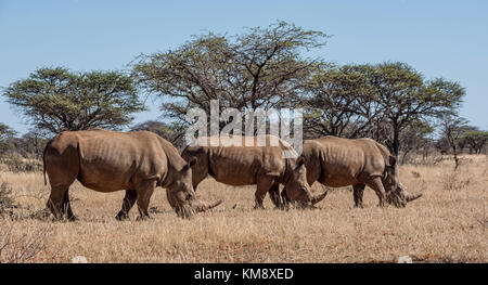Eine Gruppe von weißen Nashörner im südlichen afrikanischen Savanne Stockfoto
