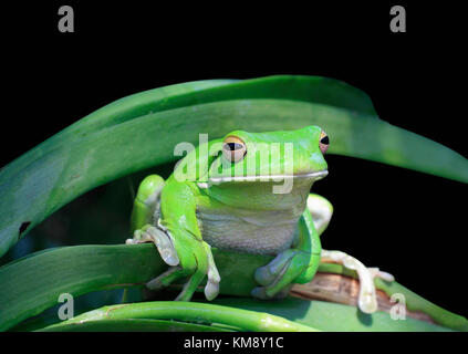 Nahaufnahme einer Tropischen grünen Frosch Stockfoto