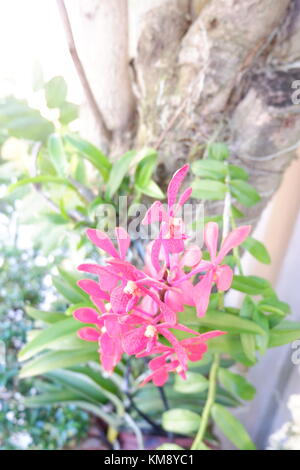 Rosa Orchidee Blumen tanzen zusammen mit Morgenbrise, Erfassung in den frühen Morgenstunden Stockfoto