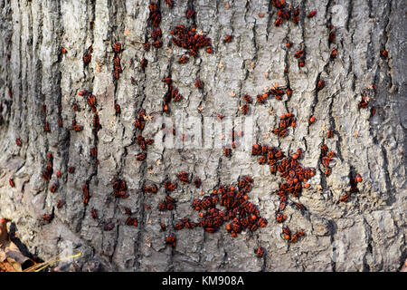Red Bugs in der Sonne aalen auf Baumrinde. Herbst warm-Soldaten für Käfer. Stockfoto