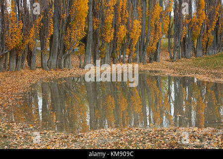 Pappeln und Stock Yard durch La Leona Fluss, Patagonien, Argentinien, Südamerika Stockfoto