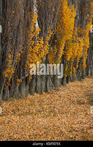 Pappeln und Stock Yard durch La Leona Fluss, Patagonien, Argentinien, Südamerika Stockfoto