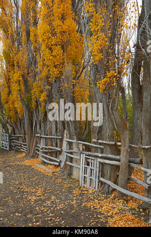 Pappeln und Stock Yard durch La Leona Fluss, Patagonien, Argentinien, Südamerika Stockfoto