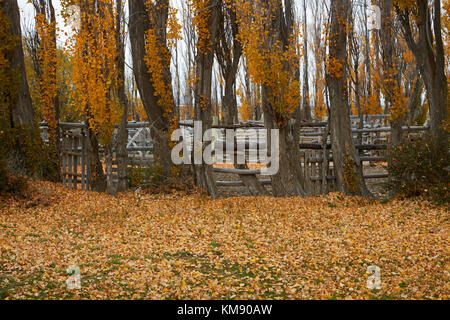 Pappeln und Stock Yard durch La Leona Fluss, Patagonien, Argentinien, Südamerika Stockfoto