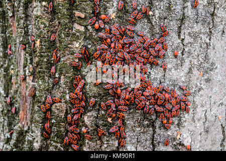 Red Bugs in der Sonne aalen auf Baumrinde. Herbst warm-Soldaten für Käfer. Stockfoto