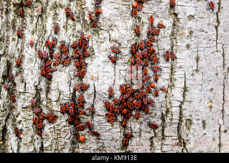 Red Bugs in der Sonne aalen auf Baumrinde. Herbst warm-Soldaten für Käfer. Stockfoto