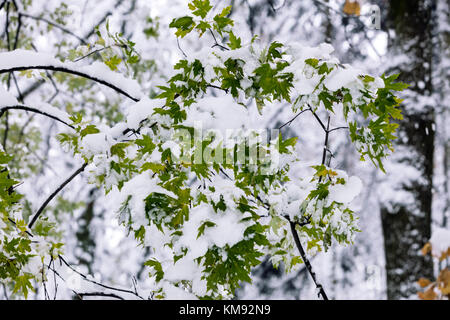 Erster Schnee im Herbst. grüne Blätter Ahorn Baum mit weißen, sauberen, flauschigen Schnee. Stockfoto