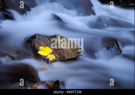 Herbstfarben im Stream. Blatt auf nassen Basaltstein liegt. Steine und bunte Blätter im Herbst. Stockfoto