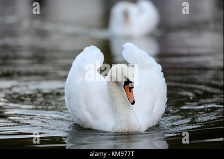 In der Nähe schöner Schwan, der in den See Stockfoto