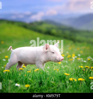 Junge Schwein ein Frühlingsgrün Gras in der Wiese Stockfoto