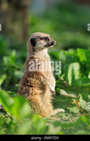 Ein Erdmännchen stehend und suchen Alert Stockfoto