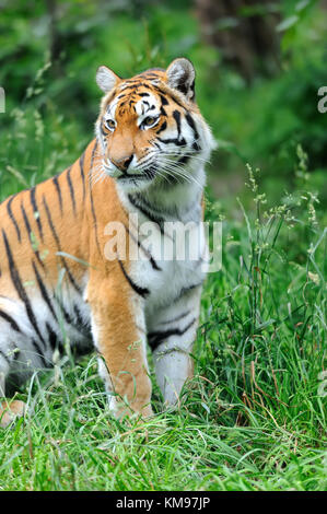 Amur Tiger auf grünem Gras im Sommer Tag Stockfoto