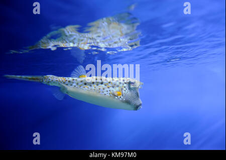 Unterwasser Szene, zeigt verschiedene bunte Fische schwimmen Stockfoto