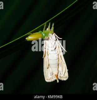Weibliche Affe - gegenübergestellt Jumping Spider (Mopsus mormon) mit riesigen Motte Beute, Far North Queensland, FNQ, QLD, Australien Stockfoto