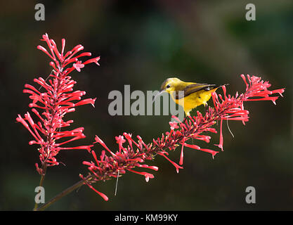 Weibliche Yellow-bellied Sunbird oder Olive-backed Sunbird (Nectarinia jugularis oder Cinnyris jugularis) hocken auf Blumen, Queensland, Australien Stockfoto