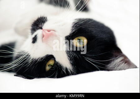 Portrait von Tuxedo cat Stockfoto
