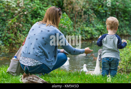 Frau und Kind Enten und Schwäne im Wasser im Herbst in West Sussex, England, UK. Stockfoto