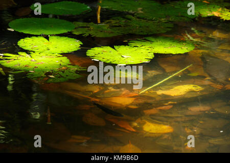 Dappled Licht trifft ein Patch von Lily Pads in einem Garten in Papua Neuguinea Stockfoto