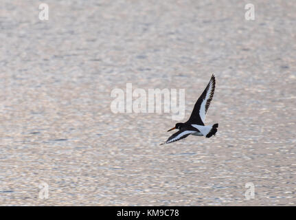 Ein austernfischer Fliegen über die Wasser des Kanals in der Nähe von Bournemouth Stockfoto