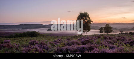 Einem nebligen Morgen am Mogshade im New Forest. Stockfoto