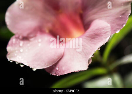 Regen fällt auf glockenblume Stockfoto