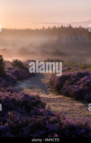 Einem nebligen Morgen am Mogshade im New Forest. Stockfoto