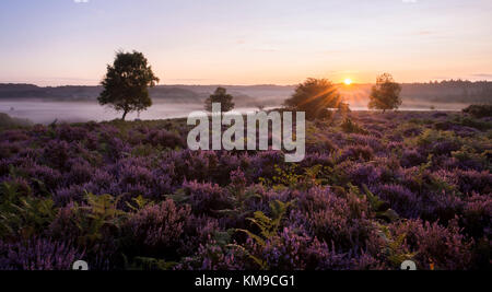 Einem nebligen Morgen am Mogshade im New Forest. Stockfoto