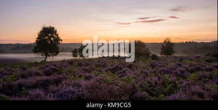 Einem nebligen Morgen am Mogshade im New Forest. Stockfoto