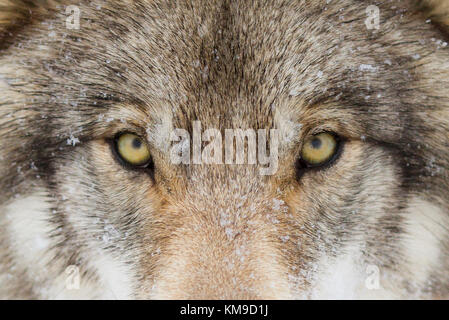 Timber Wolf oder grauen Wolf (Canis lupus) mit gelben Augen closeup im Winter Schnee in Kanada Stockfoto