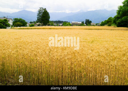 Hokata-Japan, Juni 6, 2017: Reisfeld mit gelben Pflanzen im Frühjahr und die Berge im Hintergrund in hotaka, Japan Stockfoto