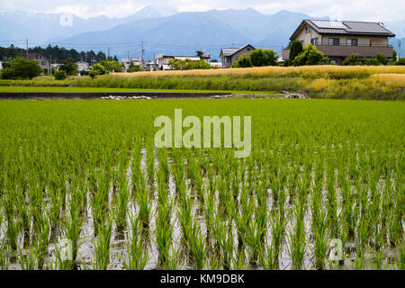 Hokata-Japan, Juni 6, 2017: Reisfeld mit grünen jungen Pflanzen im Frühjahr, hotaka, Japan Stockfoto